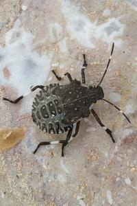 <i>Halyomorpha halys</i>