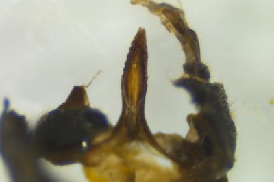 <i>Saldula arenicola</i>