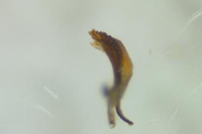 <i>Saldula arenicola</i>