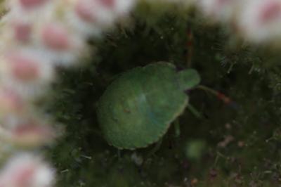 <i>Palomena</i>