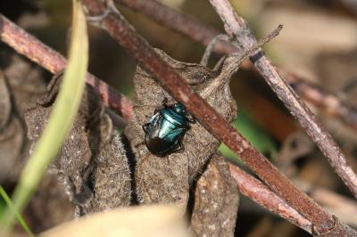 <i>Zicrona caerulea</i>