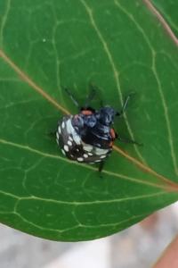 <i>Nezara viridula</i>