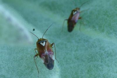 <i>Lygus pratensis</i>