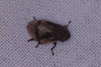 <i>Lepyronia coleoptrata</i>