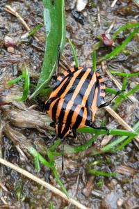 <i>Graphosoma italicum</i>