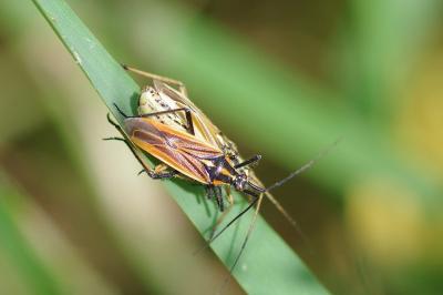 <i>Leptopterna dolabrata</i>