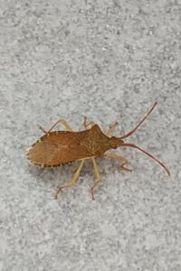 <i>Gonocerus acuteangulatus</i>