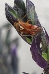 <i>Lygus pratensis</i>