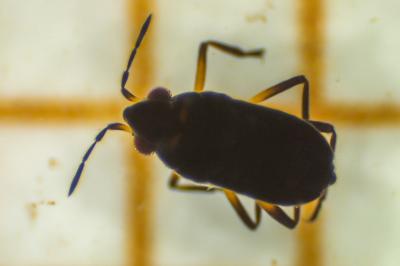 <i>Microvelia reticulata</i>