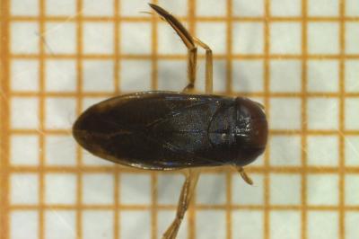 <i>Hesperocorixa moesta</i>