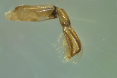 <i>Hesperocorixa moesta</i>
