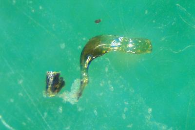 <i>Hesperocorixa moesta</i>