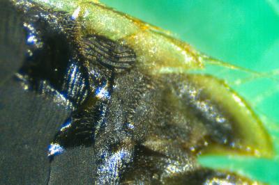 <i>Hesperocorixa moesta</i>