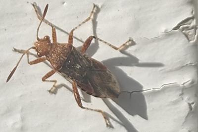<i>Rhopalus subrufus</i>