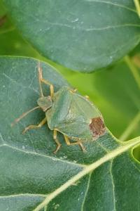 <i>Palomena prasina</i>