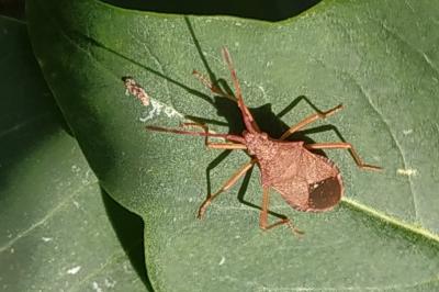 <i>Gonocerus acuteangulatus</i>
