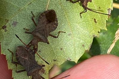<i>Coreus marginatus</i>