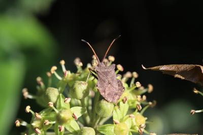 <i>Coreus marginatus</i>