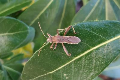 <i>Camptopus lateralis</i>