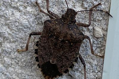 <i>Halyomorpha halys</i>