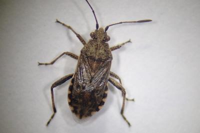 <i>Stictopleurus punctatonervosus</i>