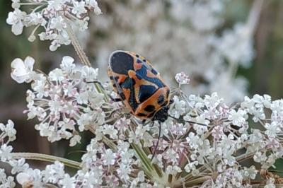 <i>Eurydema ornata</i>