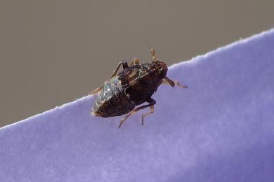 <i>Megamelodes quadrimaculatus</i>