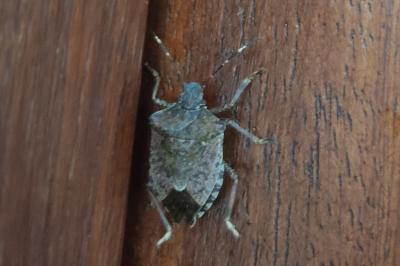 <i>Halyomorpha halys</i>