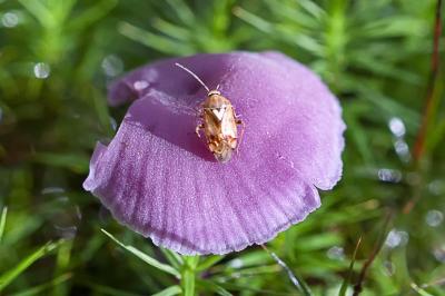 <i>Lygus pratensis</i>