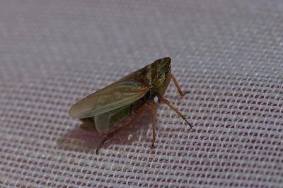 <i>Aphrodes</i>
