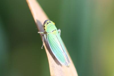 <i>Cicadella viridis</i>