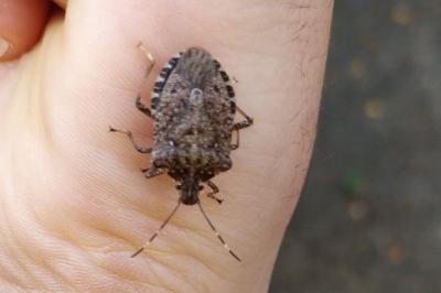 <i>Halyomorpha halys</i>