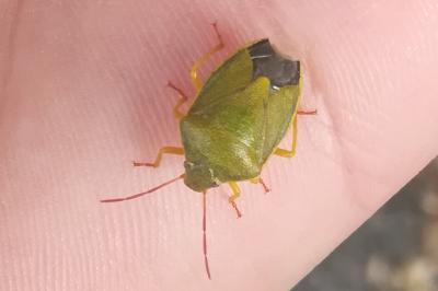 <i>Piezodorus lituratus</i>