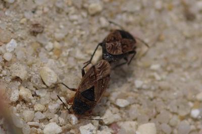 <i>Trapezonotus</i>