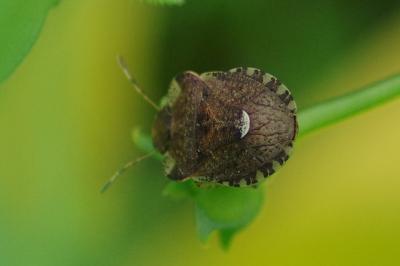 <i>Dyroderes umbraculatus</i>