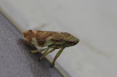 <i>Philaenus spumarius</i>