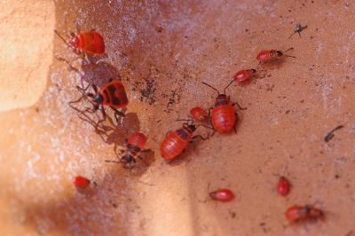 <i>Pyrrhocoris apterus</i>