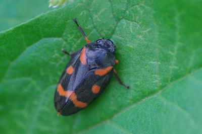 <i>Cercopis intermedia</i>