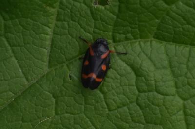 <i>Cercopis intermedia</i>