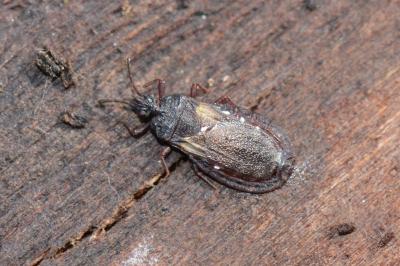<i>Aneurus avenius</i>