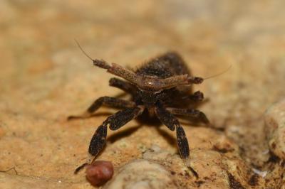 <i>Asiraca clavicornis</i>