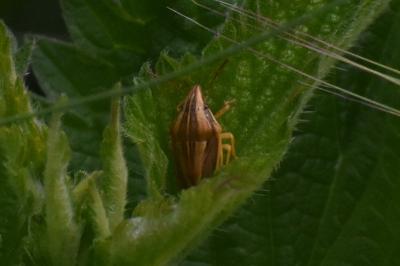 <i>Aelia acuminata</i>