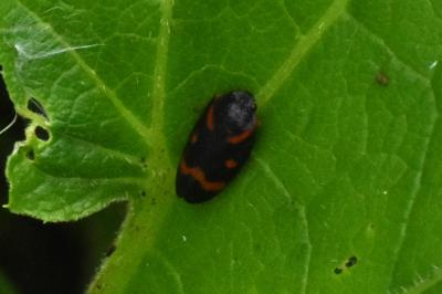 <i>Cercopis intermedia</i>