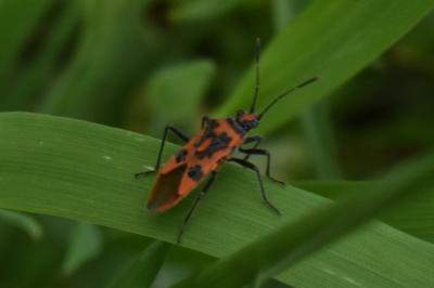 <i>Corizus hyoscyami</i>