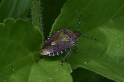 <i>Dolycoris baccarum</i>