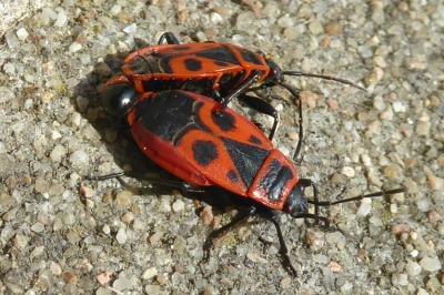 <i>Pyrrhocoris apterus</i>