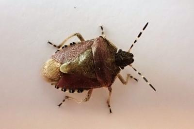 <i>Dolycoris baccarum</i>