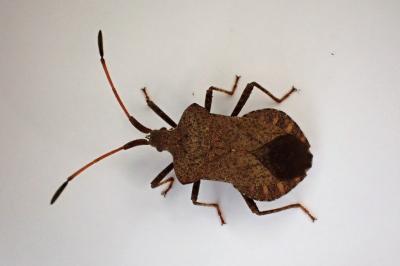 <i>Coreus marginatus</i>