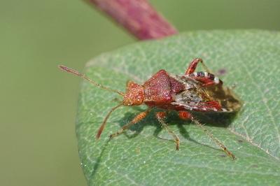 <i>Rhopalus subrufus</i>