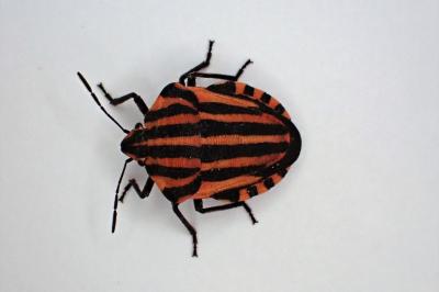 <i>Graphosoma italicum</i>